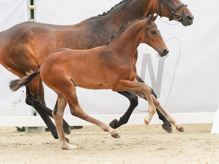 Koń westfalski Ogier Źrebak (04/2024) Gniada in Münster-Handorf