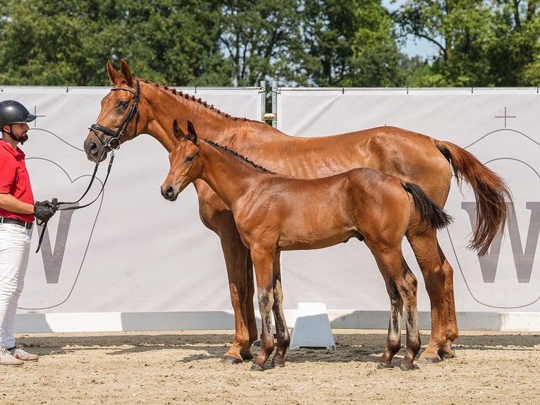 Koń westfalski Ogier Źrebak (05/2024) Gniada in Münster-Handorf