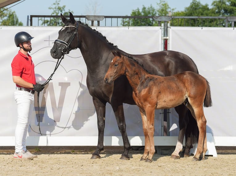 Koń westfalski Ogier Źrebak (05/2024) Gniada in Münster-Handorf