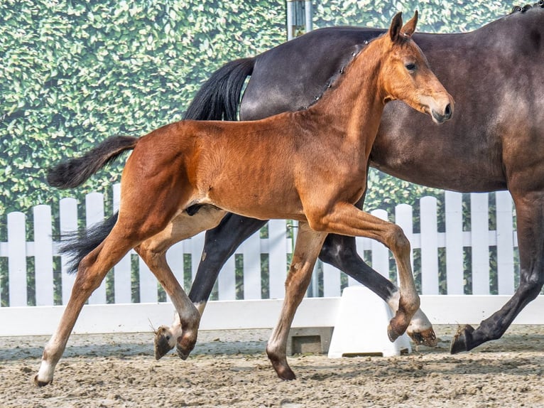 Koń westfalski Ogier  Gniada in M&#xFC;nster Handorf