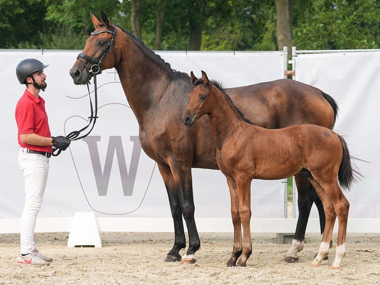 Koń westfalski Ogier Źrebak (06/2024) Gniada in Münster-Handorf