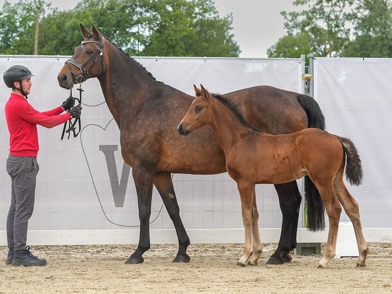 Koń westfalski Ogier Źrebak (04/2024) Gniada in Münster-Handorf