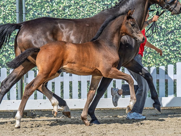 Koń westfalski Ogier  Gniada in M&#xFC;nster Handorf