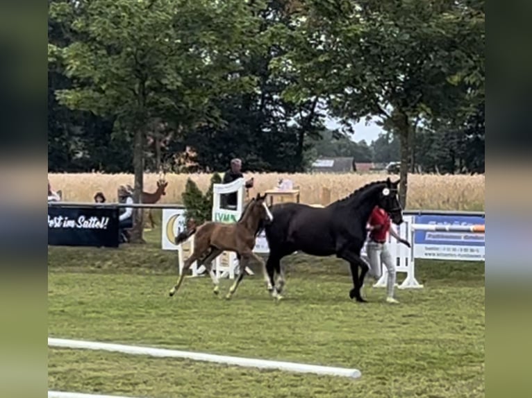 Koń westfalski Ogier Źrebak (05/2024) Gniada in Rietberg