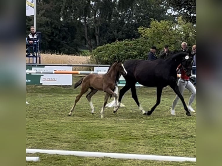 Koń westfalski Ogier Źrebak (05/2024) Gniada in Rietberg