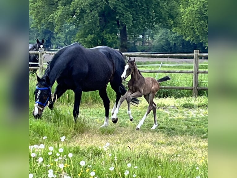 Koń westfalski Ogier Źrebak (05/2024) Gniada in Rietberg