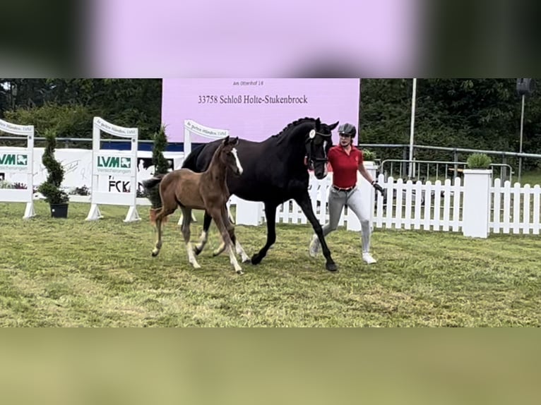 Koń westfalski Ogier Źrebak (05/2024) Gniada in Rietberg