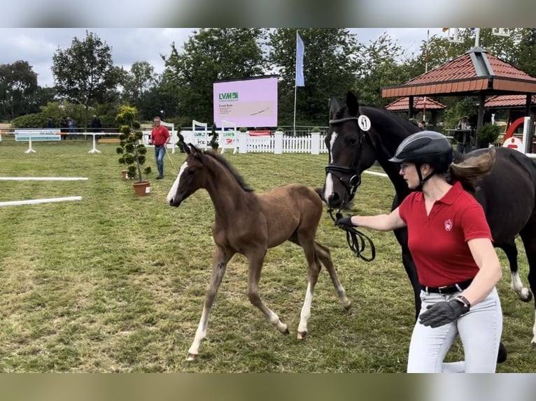 Koń westfalski Ogier Źrebak (05/2024) Gniada in Rietberg