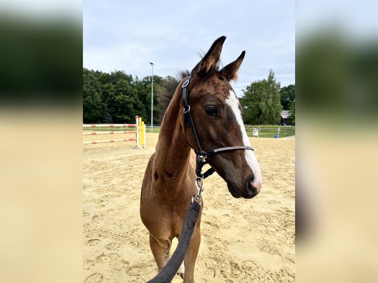 Koń westfalski Ogier Źrebak (05/2024) Gniada in Rietberg