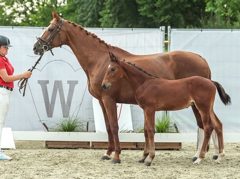 Koń westfalski Ogier Źrebak (06/2024) Gniada in Siegen