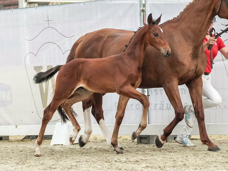 Koń westfalski Ogier Źrebak (06/2024) Gniada in Siegen