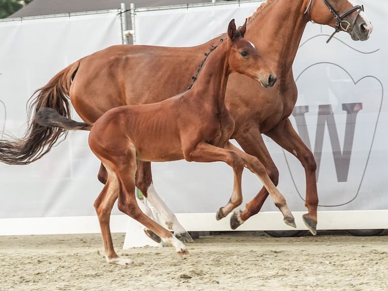 Koń westfalski Ogier Źrebak (06/2024) Gniada in Siegen