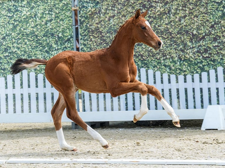 Koń westfalski Ogier Źrebak (02/2026) Gniada in Wettringen