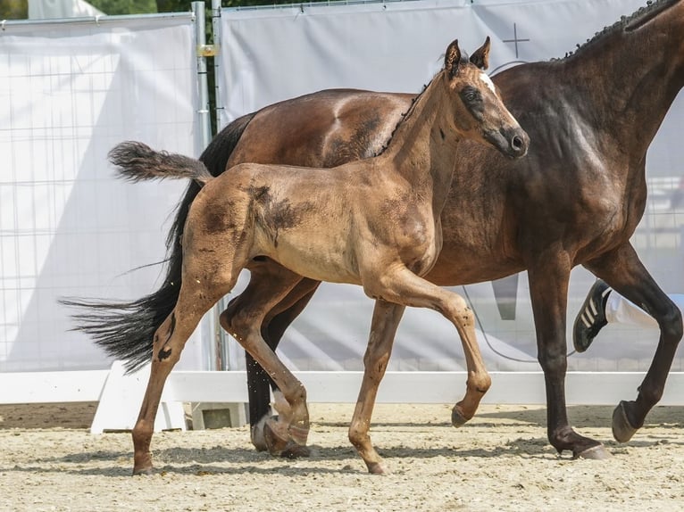 Koń westfalski Ogier Źrebak (06/2024) Kara in Rheine