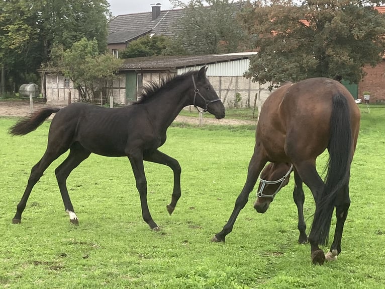 Koń westfalski Ogier Źrebak (04/2026) Kara in Warendorf