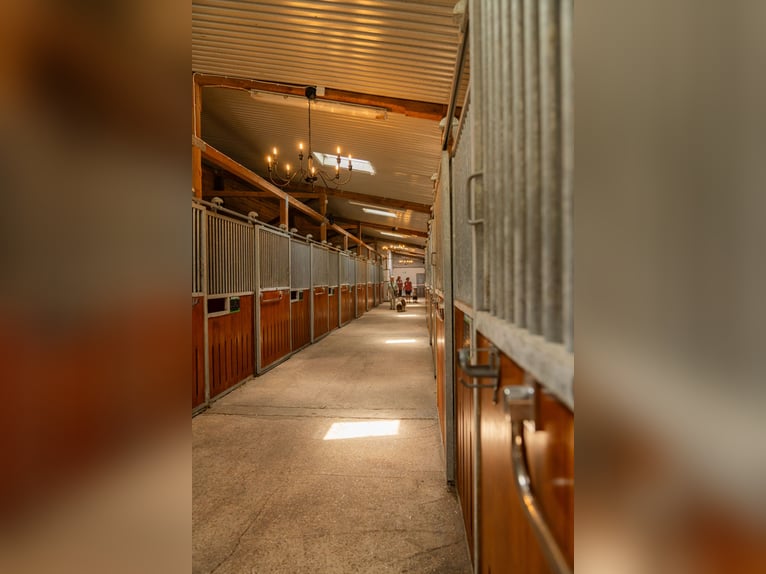 Koń westfalski Ogier Źrebak (03/2025) Kasztanowata in Gartow