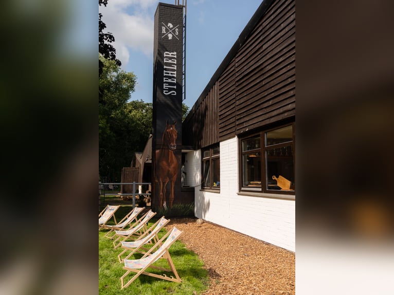 Koń westfalski Ogier Źrebak (03/2025) Kasztanowata in Gartow