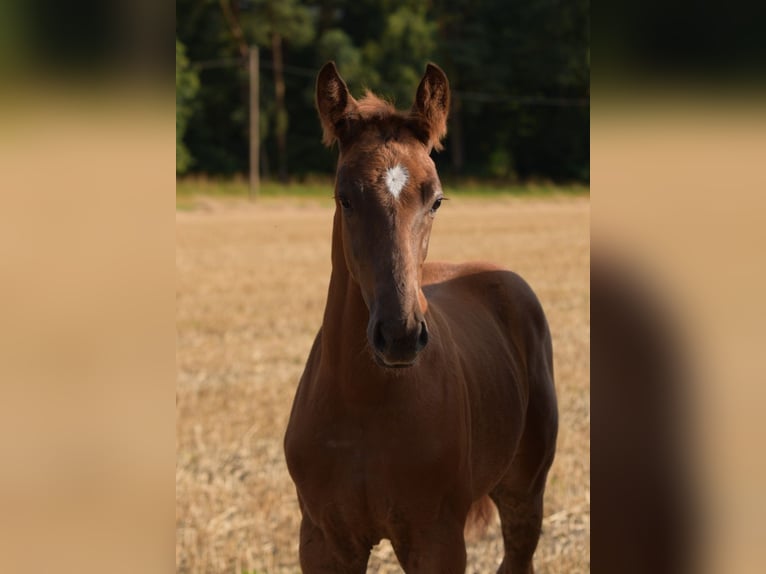 Koń westfalski Ogier Źrebak (05/2024) Kasztanowata in Herzebrock-Clarholz