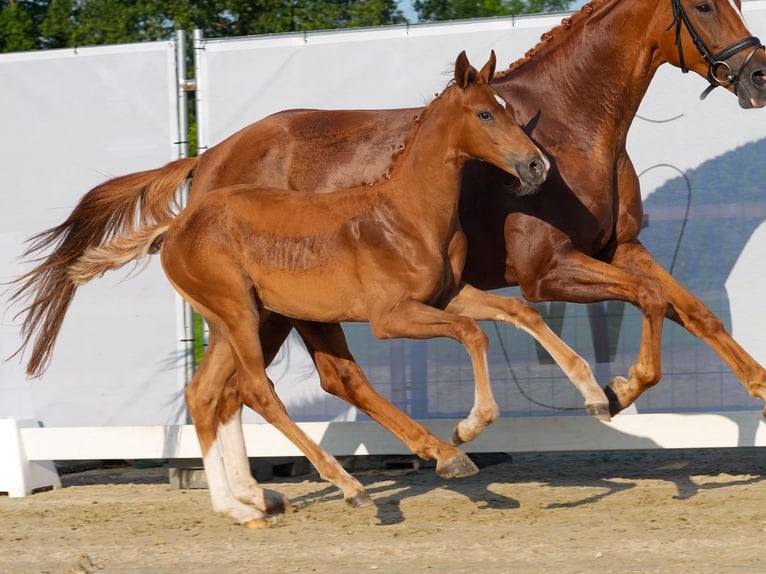 Koń westfalski Ogier Źrebak (05/2024) Kasztanowata in Münster-Handorf