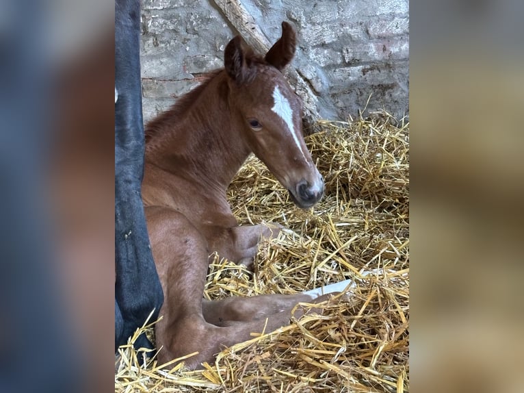 Koń westfalski Ogier Źrebak (05/2024) Kasztanowata in Münster