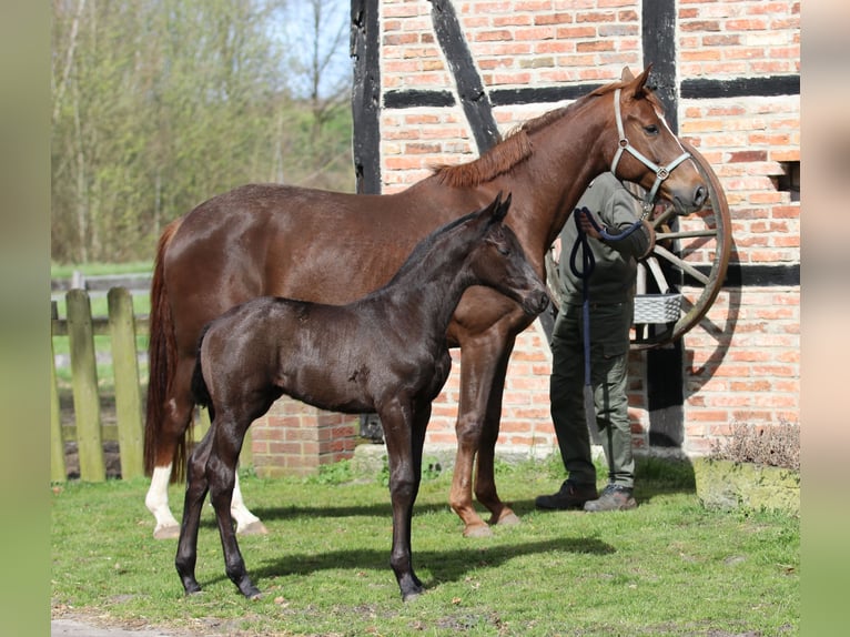 Koń westfalski Ogier Źrebak (03/2026)  in Greven