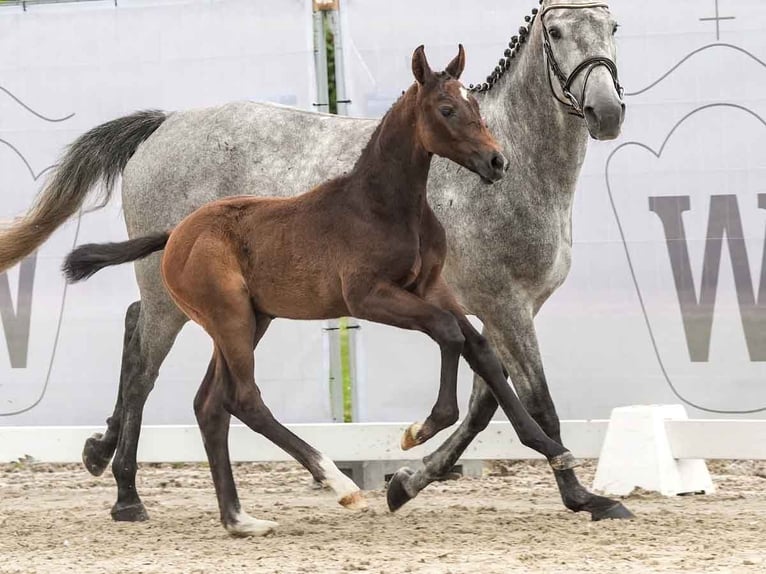 Koń westfalski Ogier Źrebak (04/2024) Siwa in Münster-Handorf