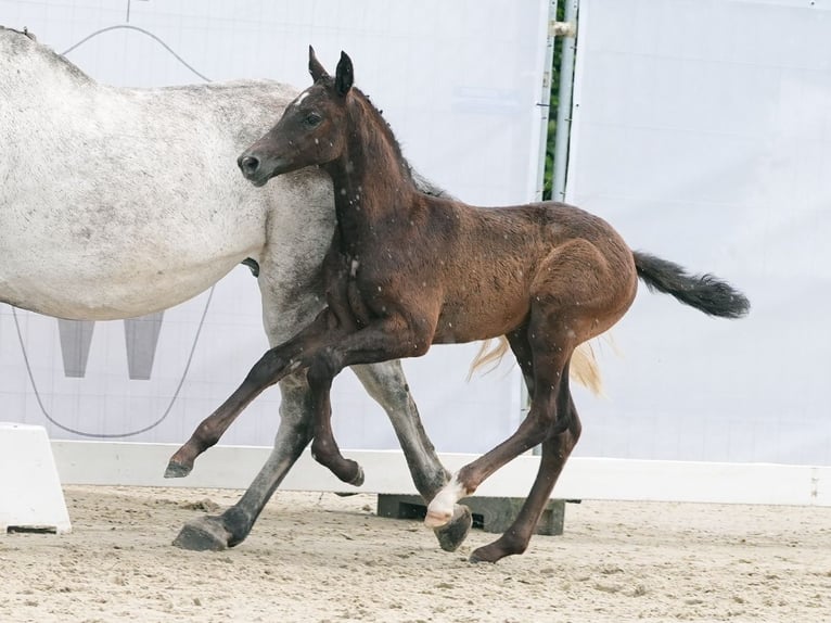 Koń westfalski Ogier Źrebak (04/2024) Siwa in Münster-Handorf