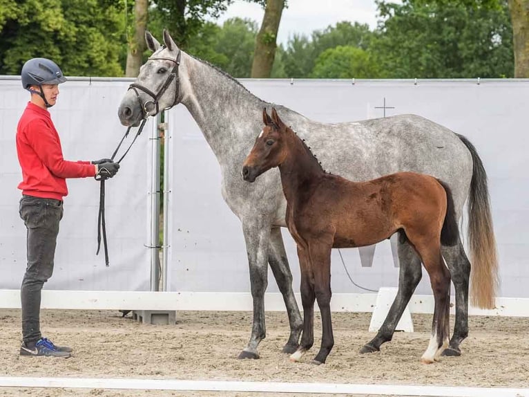 Koń westfalski Ogier Źrebak (04/2024) Siwa in Münster-Handorf