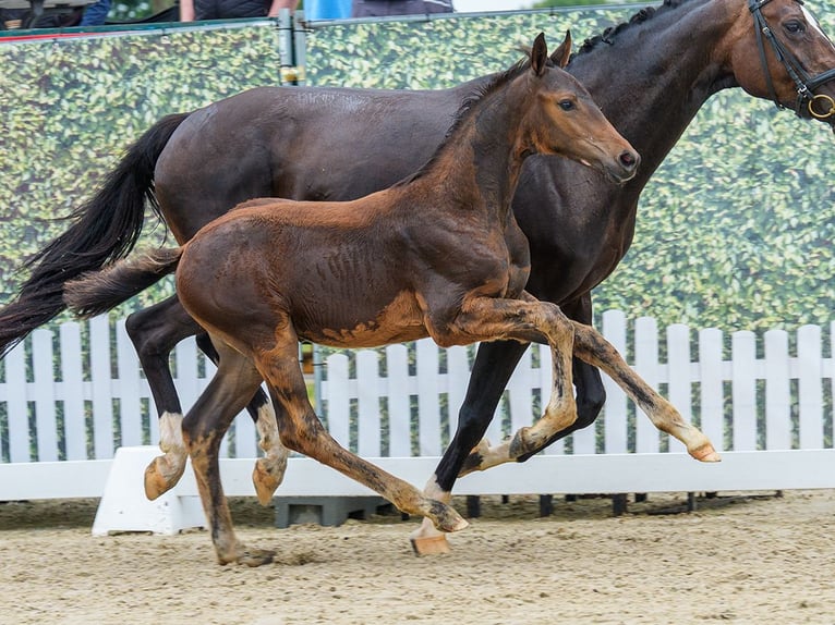 Koń westfalski Ogier Źrebak (04/2026) Skarogniada in Mnster-Handorf