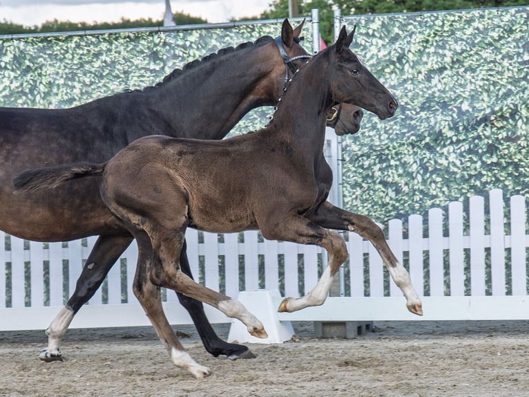 Koń westfalski Ogier  Skarogniada in M&#xFC;nster Handorf