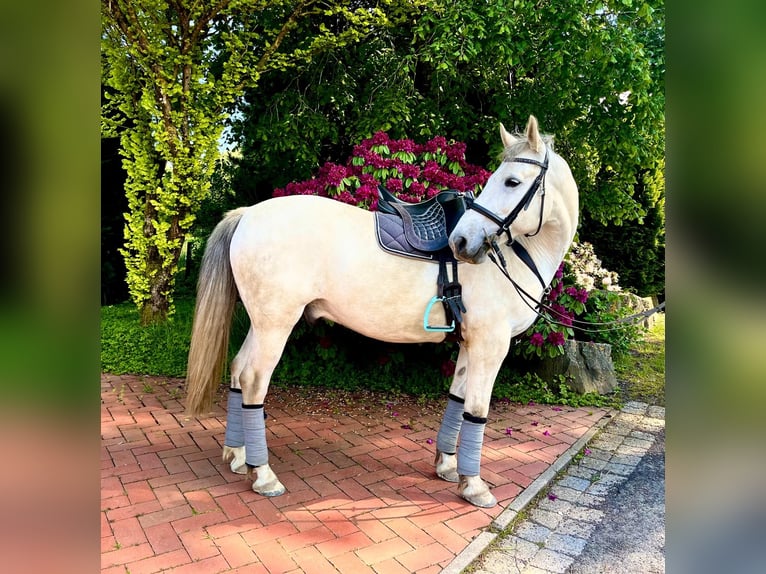 Koń westfalski Mix Wałach 10 lat 155 cm Siwa jabłkowita in Herscheid
