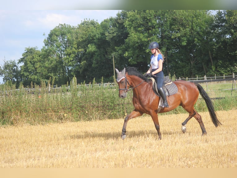 Koń westfalski Wałach 10 lat 160 cm Gniada in Olfen
