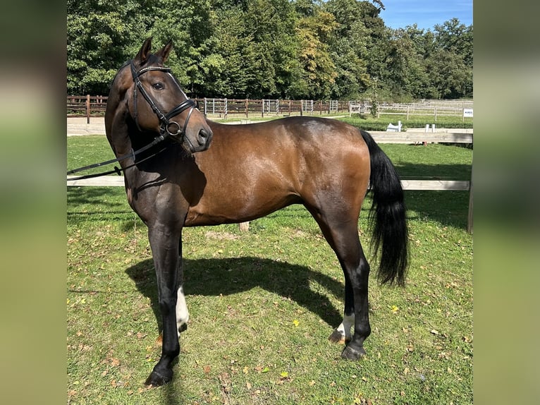 Koń westfalski Wałach 10 lat 165 cm Gniada in Darmstadt