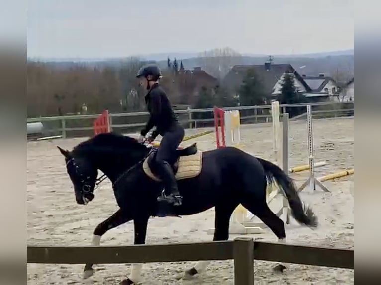 Koń westfalski Wałach 10 lat 166 cm Skarogniada in Montabaur