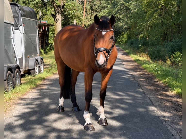 Koń westfalski Wałach 10 lat 168 cm Gniada in Munster