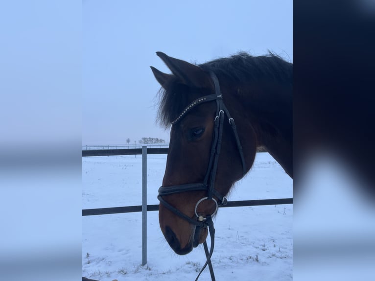 Koń westfalski Wałach 10 lat 169 cm Ciemnogniada in Donnersdorf