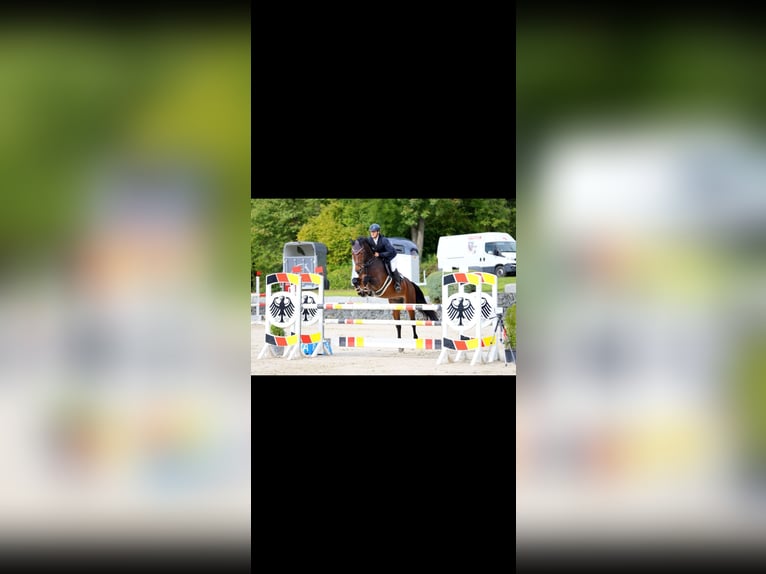 Koń westfalski Wałach 10 lat 169 cm Ciemnogniada in Donnersdorf