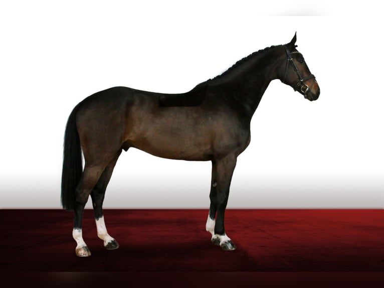 Koń westfalski Wałach 10 lat 170 cm Ciemnogniada in Langwedel