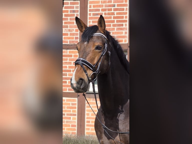 Koń westfalski Wałach 10 lat 170 cm Gniada in Warendorf