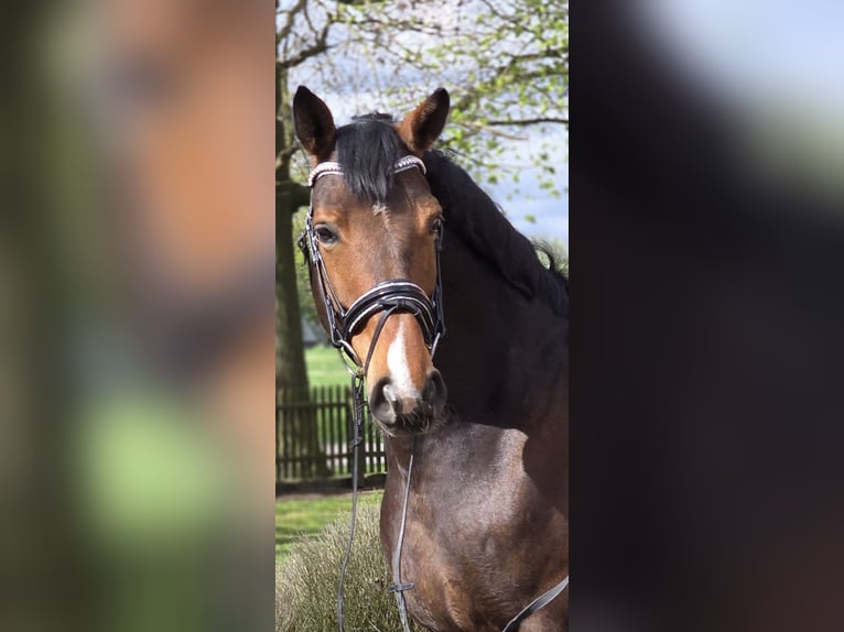 Koń westfalski Wałach 10 lat 170 cm Gniada in Warendorf