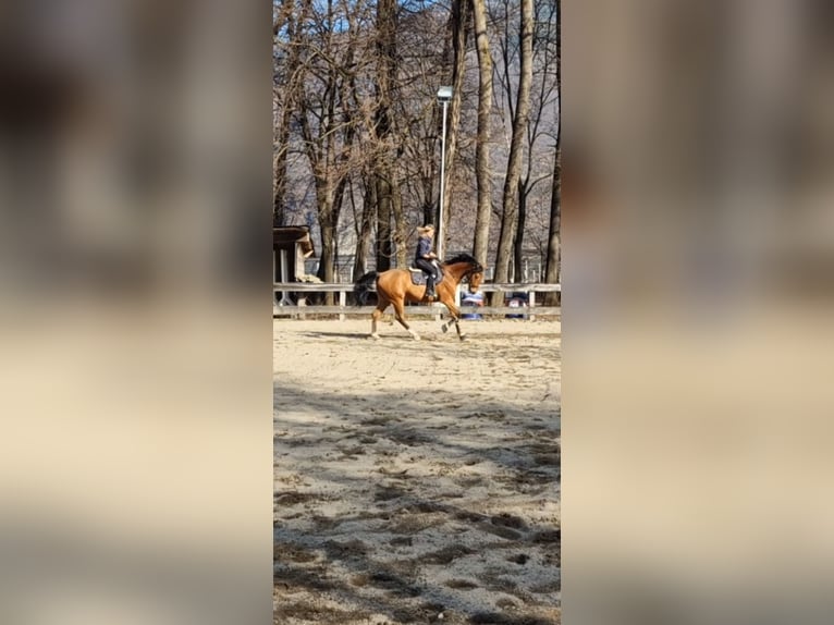 Koń westfalski Wałach 10 lat 170 cm Gniada in Nals