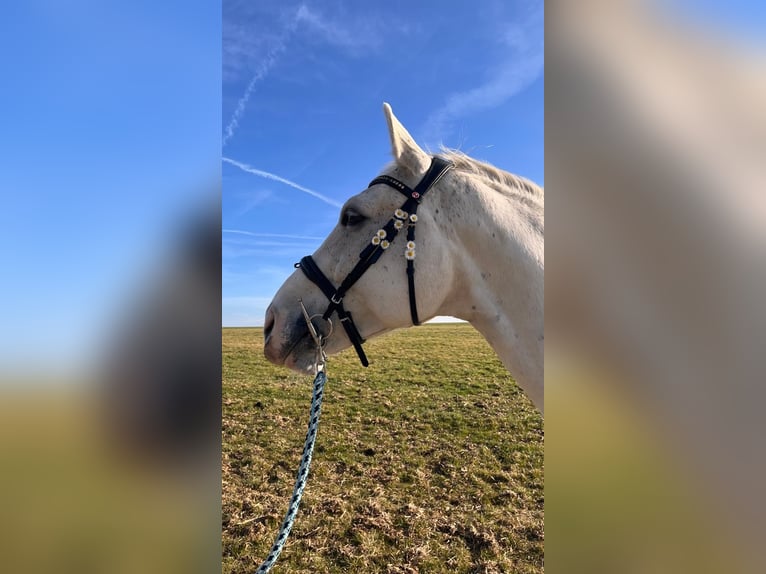 Koń westfalski Wałach 10 lat 170 cm Siwa in Weil der Stadt