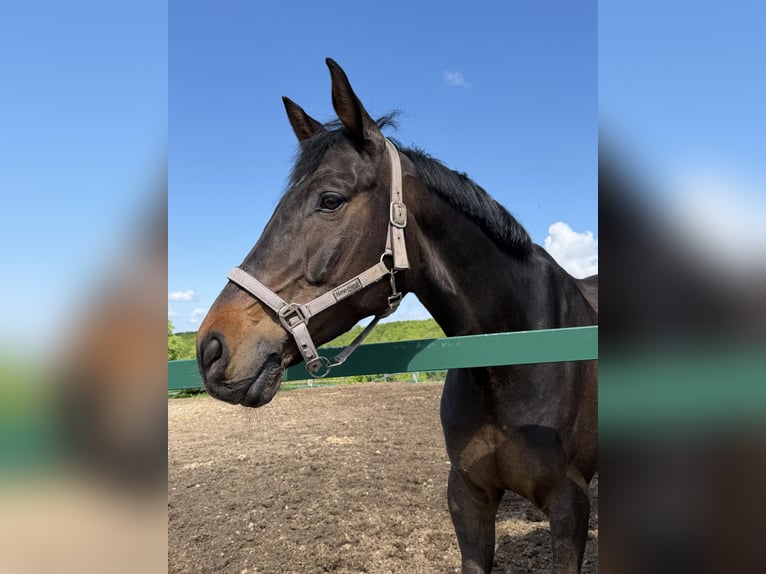 Koń westfalski Wałach 10 lat 172 cm Ciemnogniada in Nachrodt-Wiblingwerde