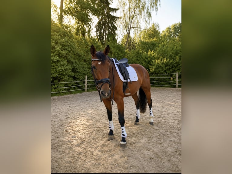 Koń westfalski Wałach 10 lat 172 cm Gniada in Köflach