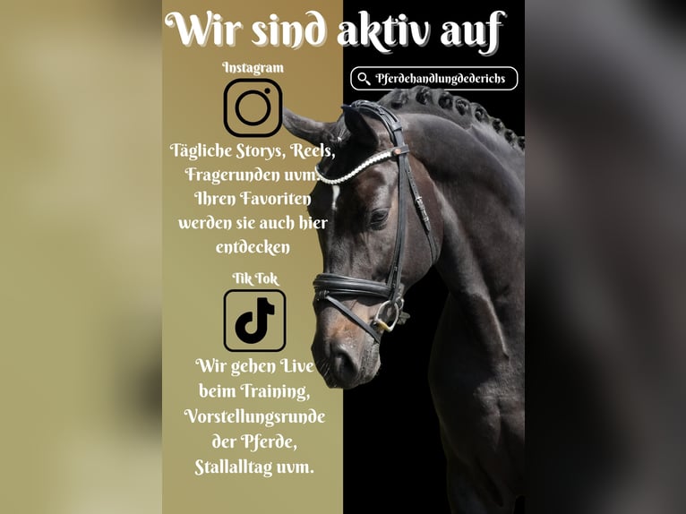 Koń westfalski Wałach 10 lat 173 cm Skarogniada in Nettersheim