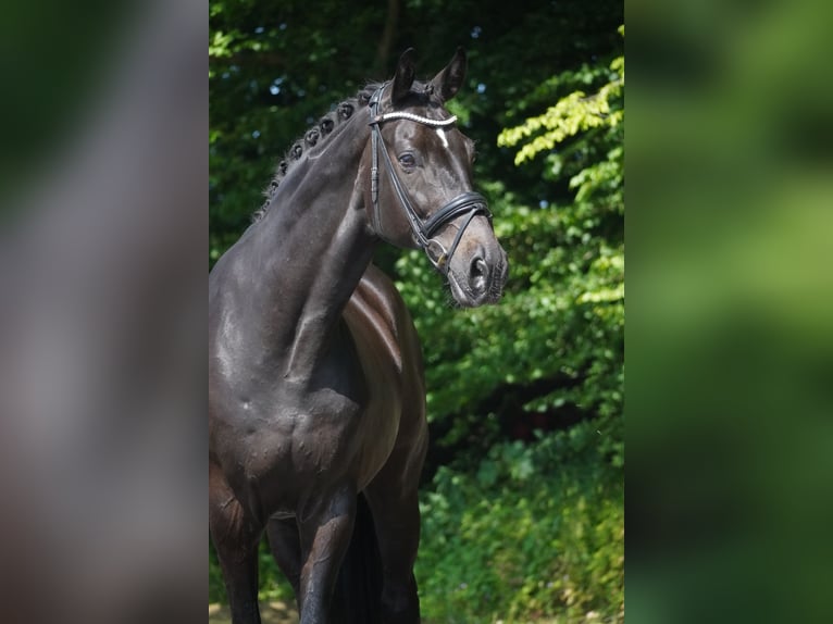 Koń westfalski Wałach 10 lat 173 cm Skarogniada in Nettersheim