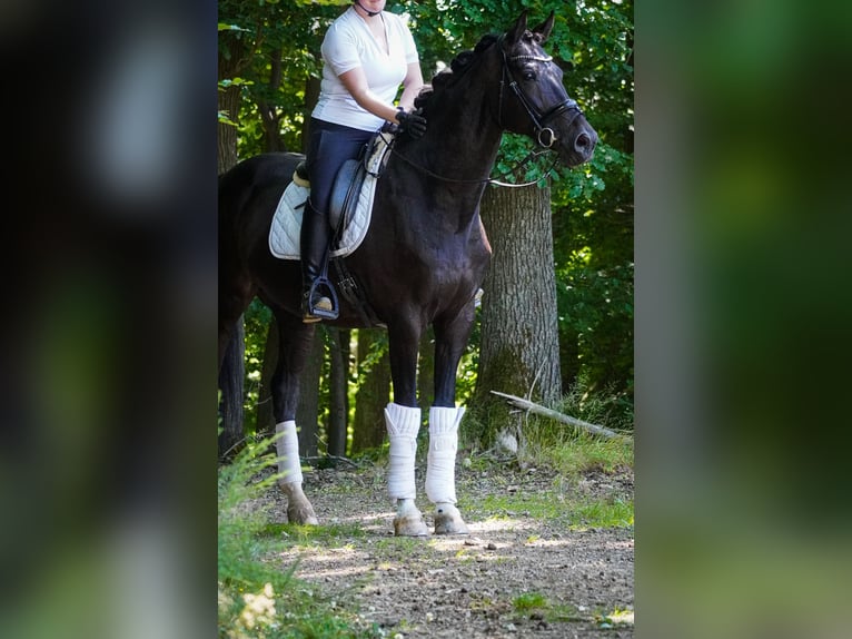 Koń westfalski Wałach 10 lat 173 cm Skarogniada in Nettersheim