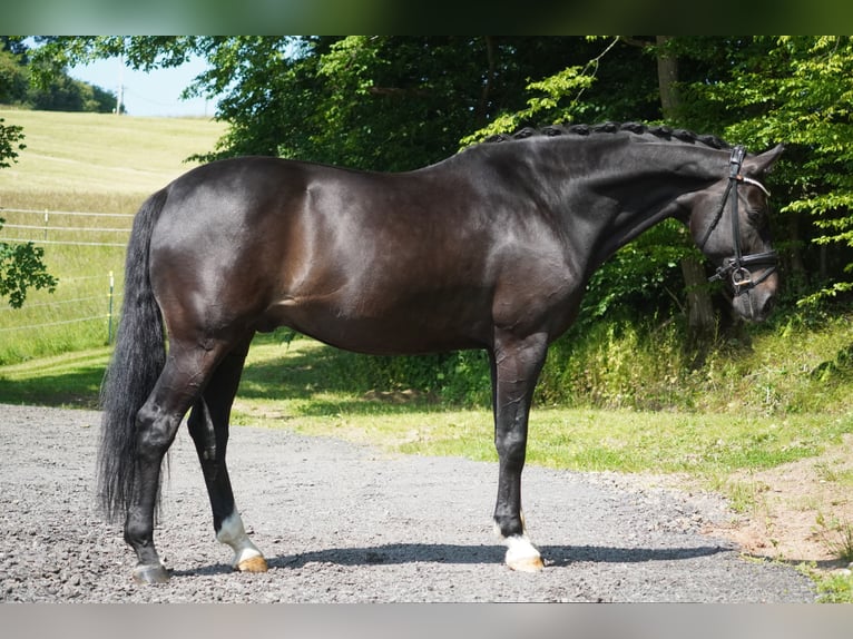 Koń westfalski Wałach 10 lat 173 cm Skarogniada in Nettersheim