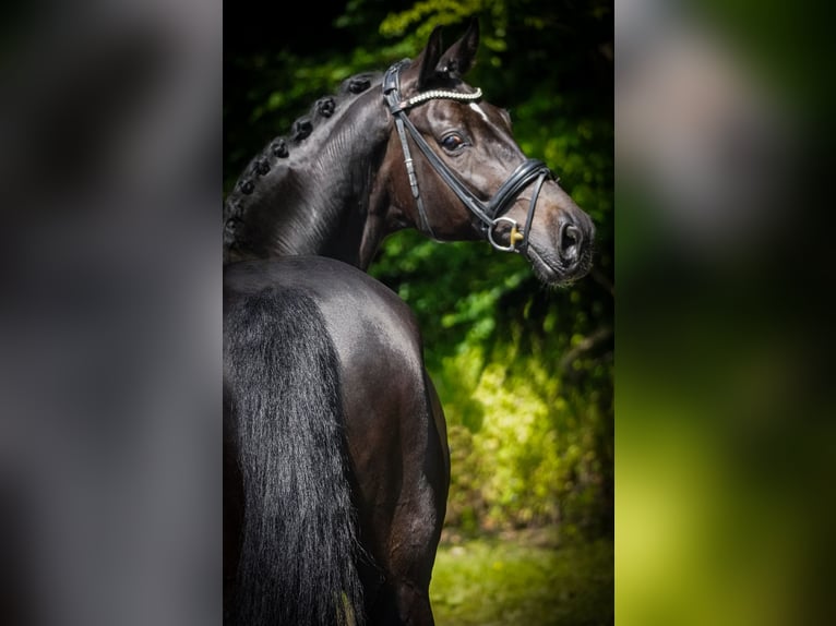 Koń westfalski Wałach 10 lat 173 cm Skarogniada in Nettersheim