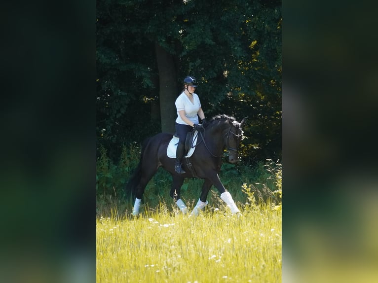 Koń westfalski Wałach 10 lat 173 cm Skarogniada in Nettersheim